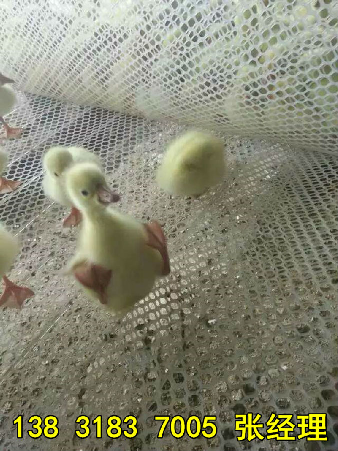 mmexport1479291522761_副本 mmexport1479291522761_副本